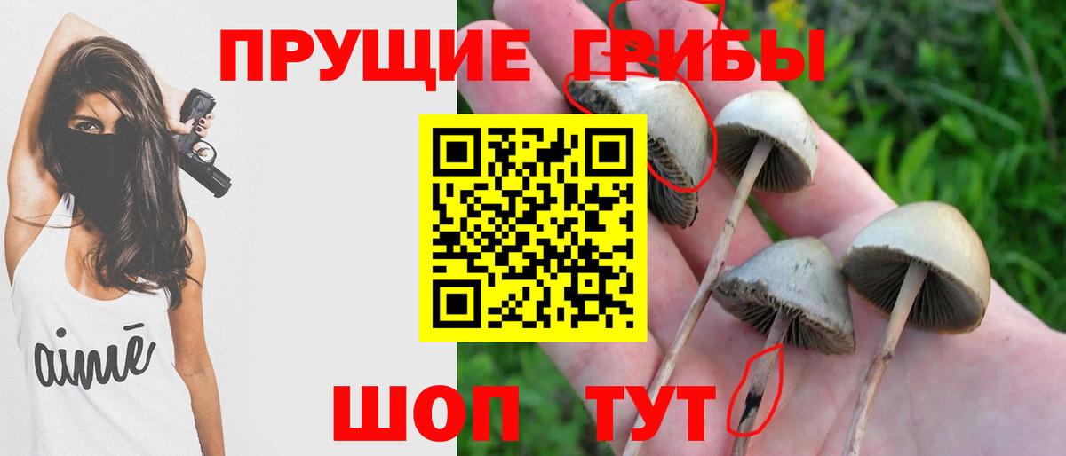 Псилоцибиновые грибы Psilocybine cubensis Ивантеевка